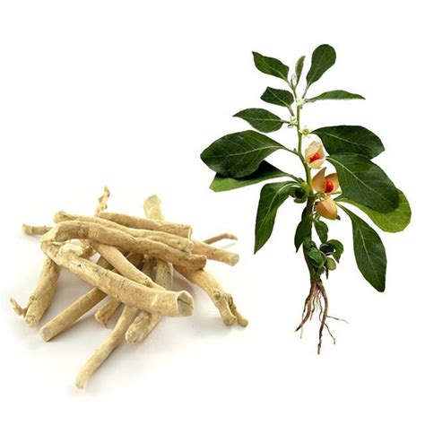 ASHWAGANDHA