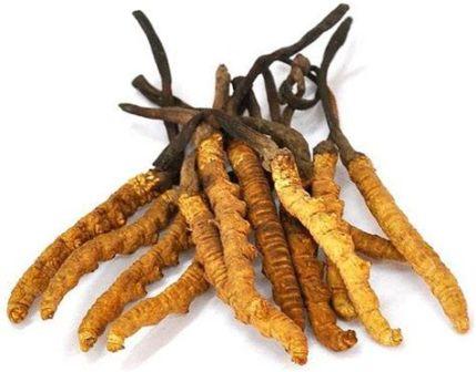 CORDYCEPS