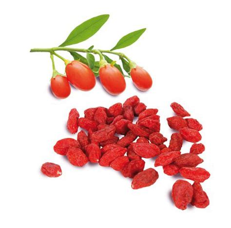 GOJI BERRY