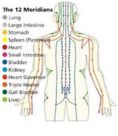12 MERIDIANS IN HUMAN BODY
